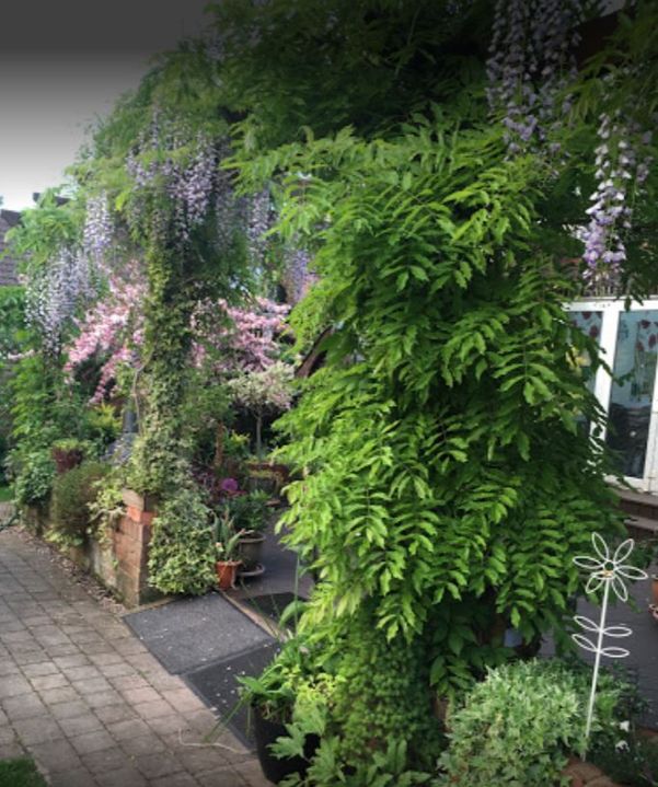 Wisteria